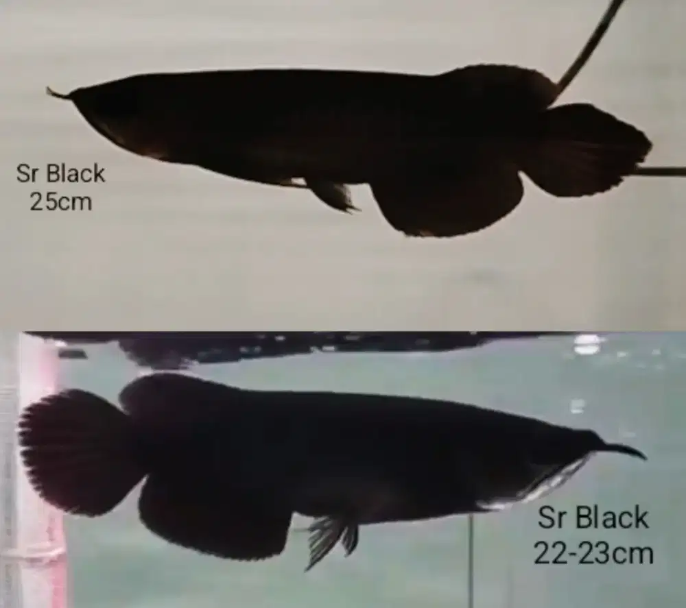 Super Red Black 22-25cm