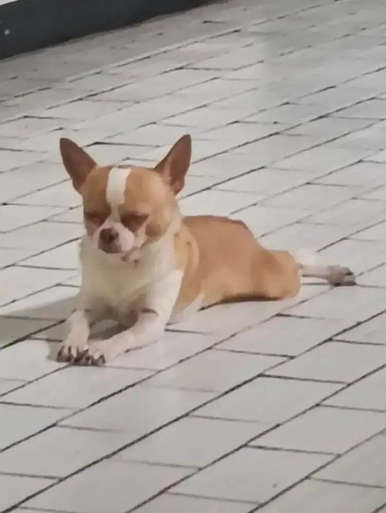 Chihuahua jantan 18bln & 4 bln