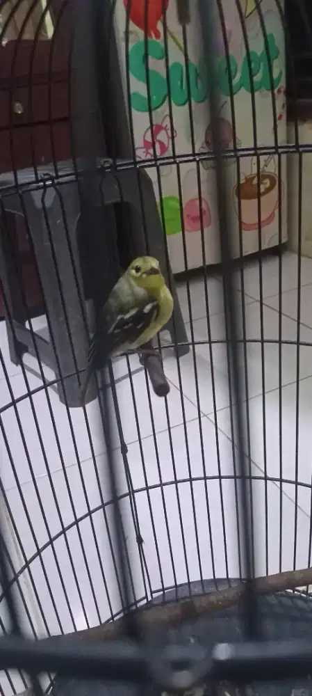 Burung cipoh jantan di jual fulset.