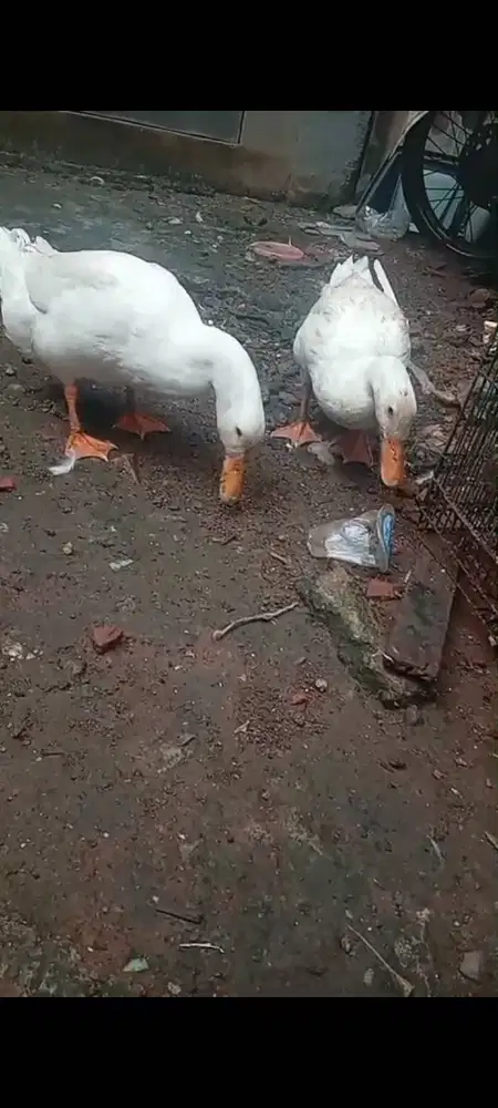 jual bebek 1 ekor 150k