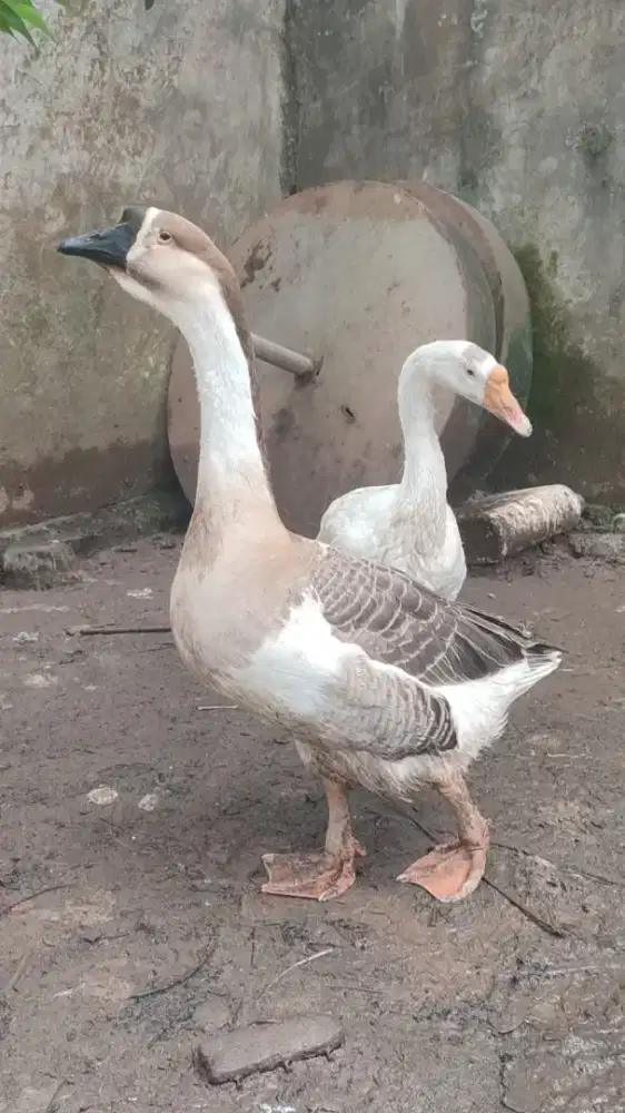 Sepasang Angsa Dewasa