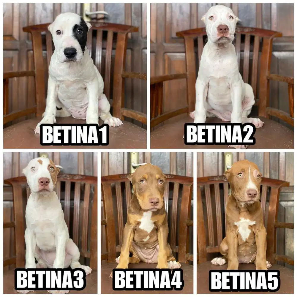 Pitbull Super Bigsize Betina