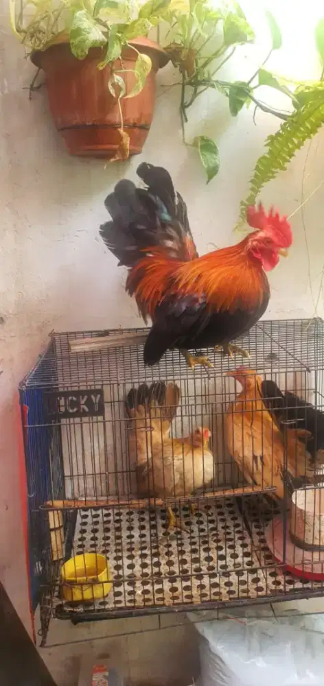 Ayam Serama borongan plus kandang