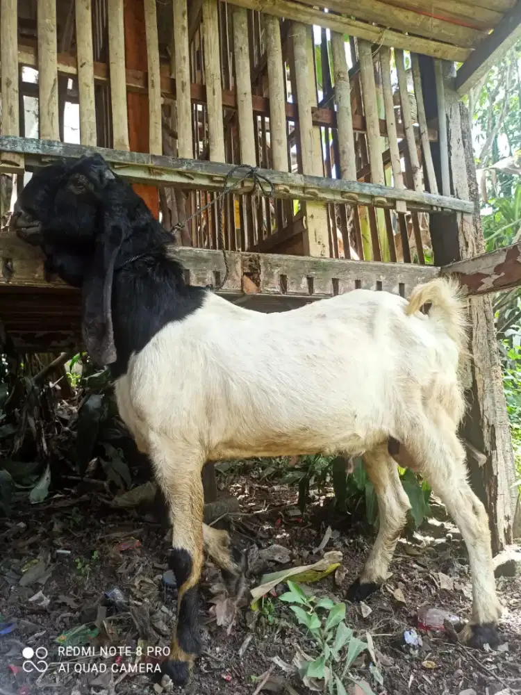Bismillahirrahmanirrahim jual kambing rawatan buat qurban