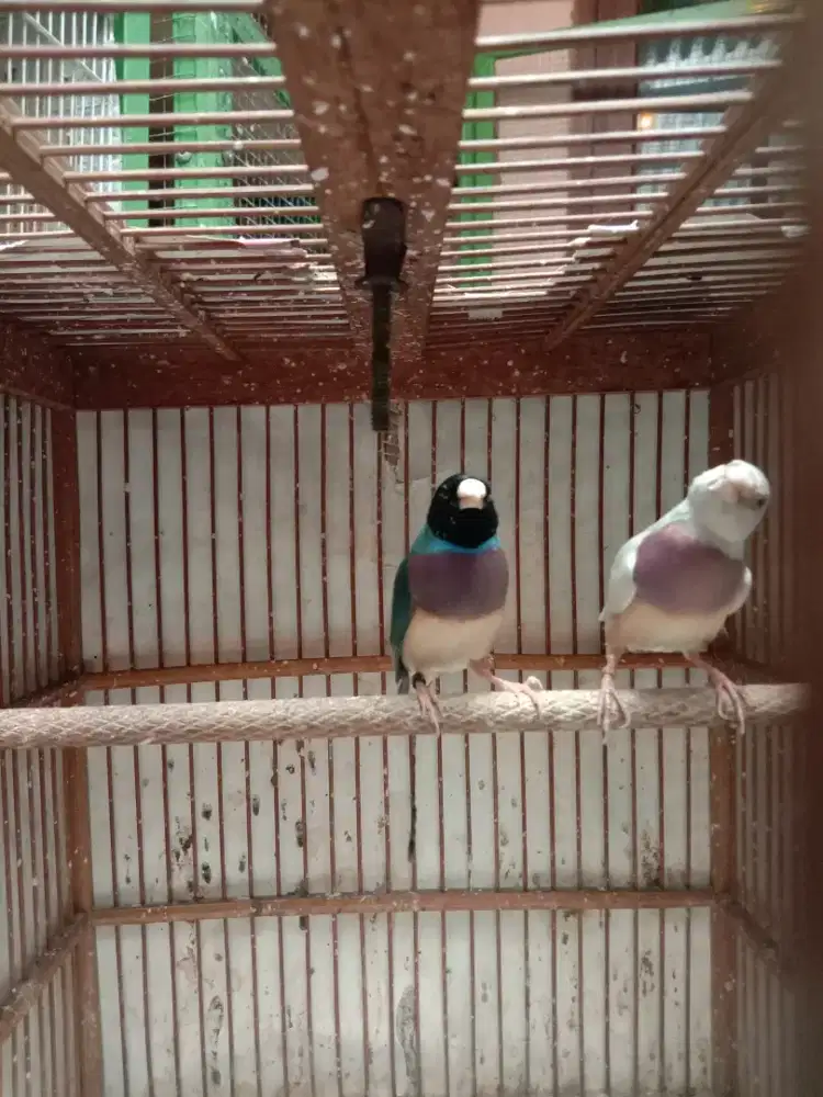 Gouldian finch / amadin