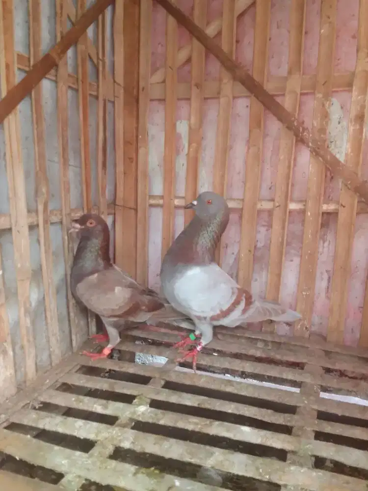 3 Pasang Materi Merpati Kolong Tinggian Speed, Jual Murah 300rb/Pasang