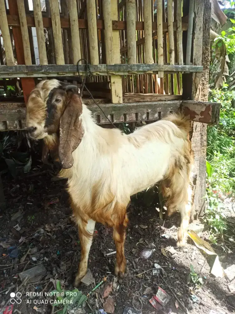 Bismillahirrahmanirrahim jual kambing buat qurban