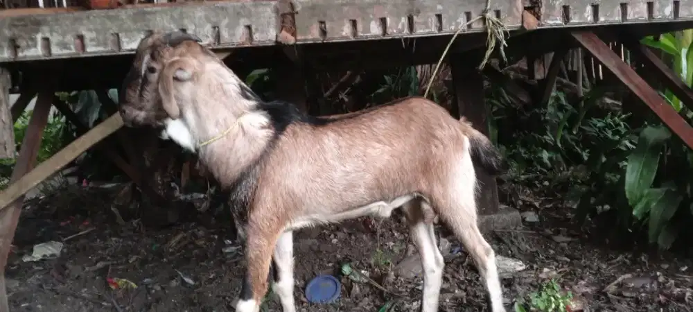 Bismillahirrahmanirrahim jual kambing buat qurban