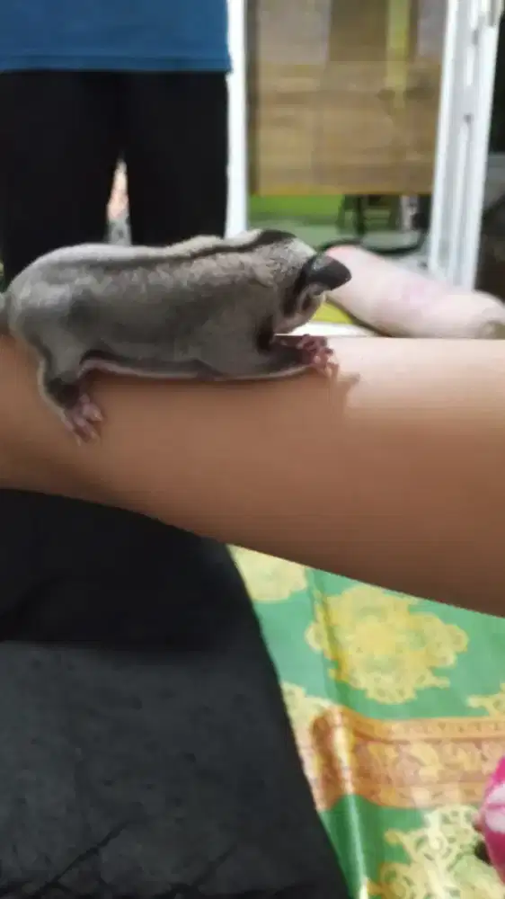 Sugar Glider Joey Classic Grey