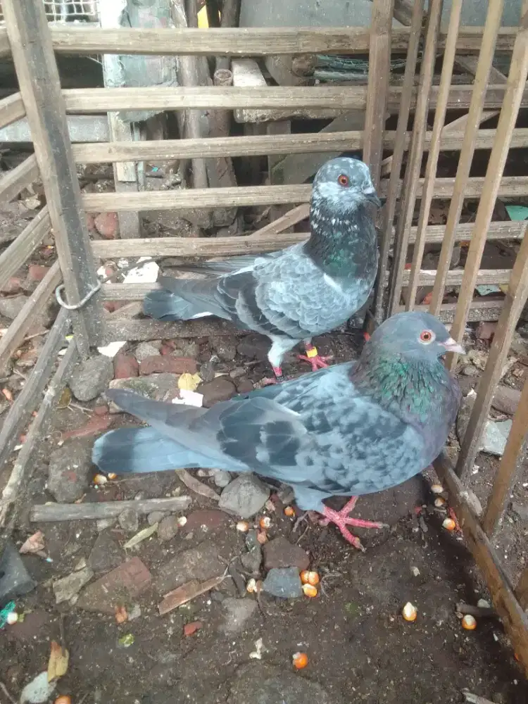 Merpati Kentong, materi playeran Murah meriah 250rb/sepasang