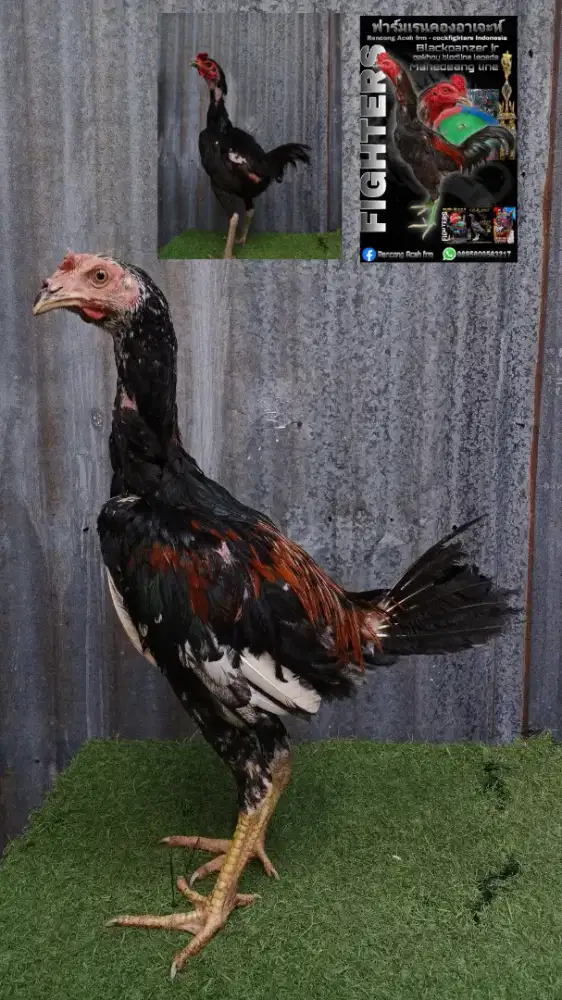 Ayam pakhoy x mangon