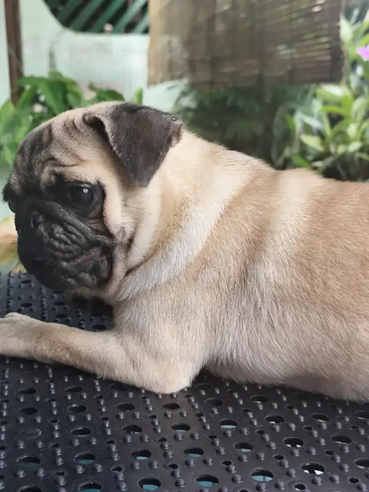 Jual Pug Betina