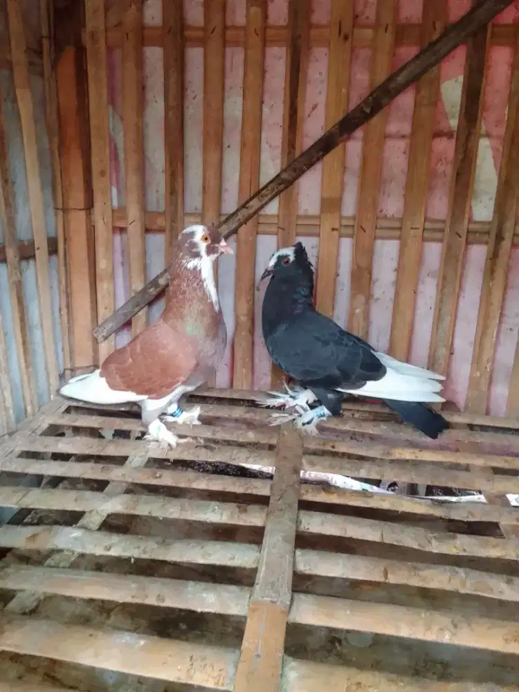 Merpati Tinggian Tomprang/Jambros, murah tp berkualitas 350rb sepasang
