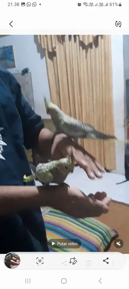 Burung parkit australi, sudah bisa makan sendiri n terbang, agak jinak