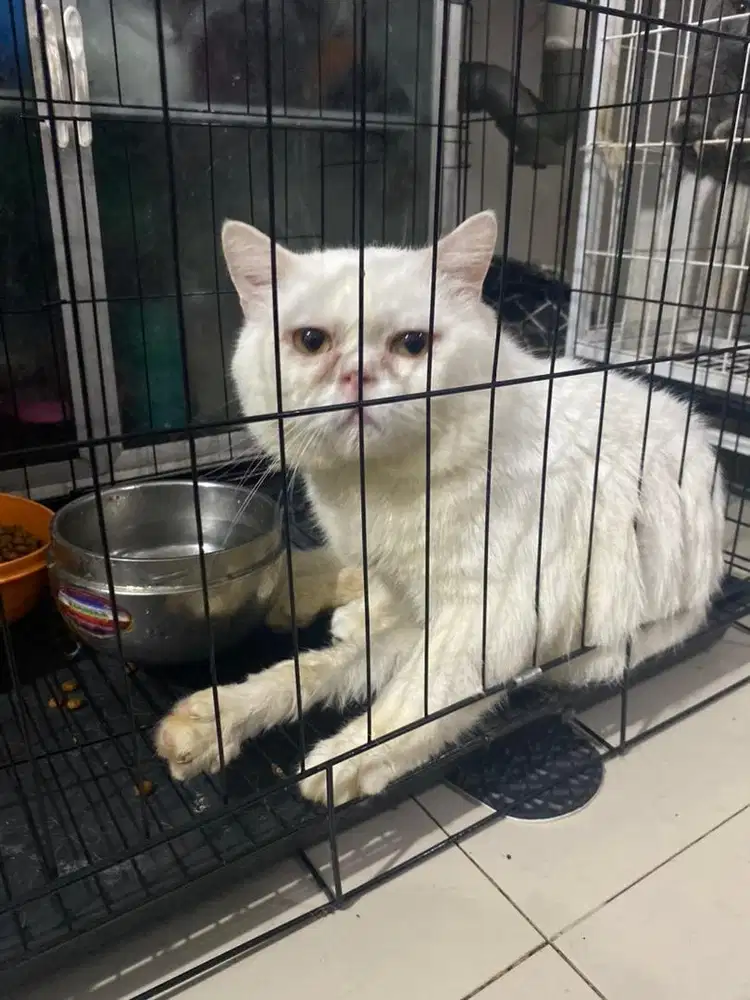 Kucing BSH White Solid Jantan