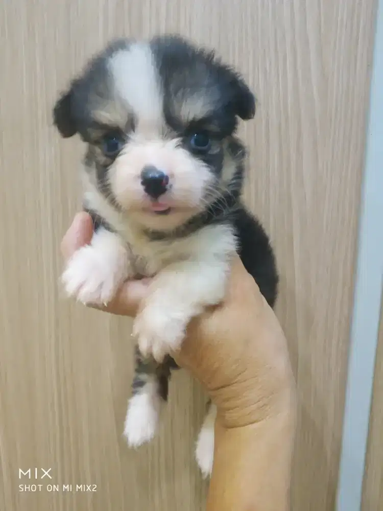 Jual Anakan Corgi Jantan Fluffy