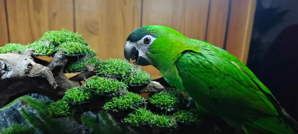 Burung Hans Macau Jinak Total FTM