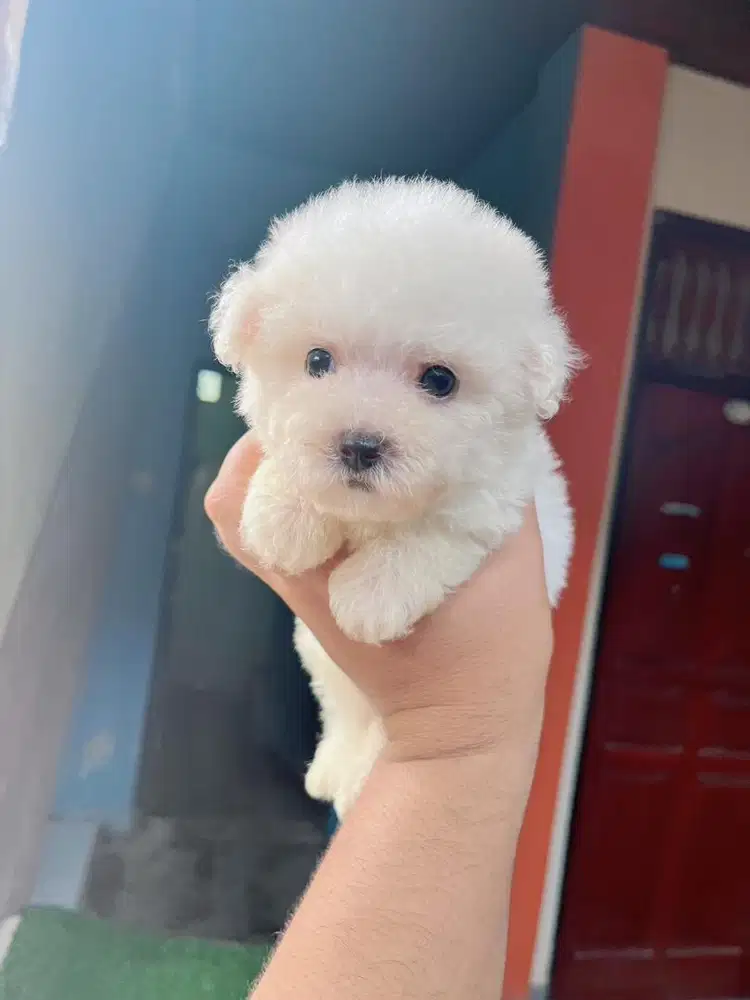 Mini Bichon Frise Stambum BL Korea China