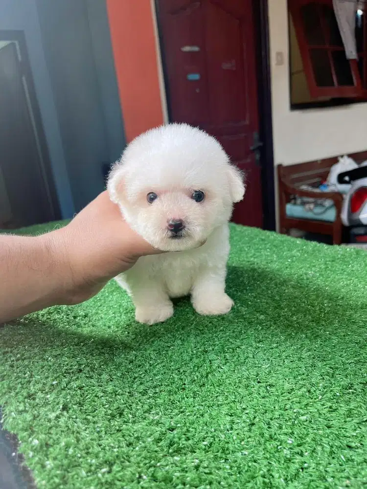 Mini Bichon Frise Stambum BL Korea China