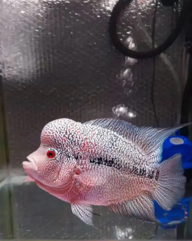 Louhan Cencu 20 Cm Up