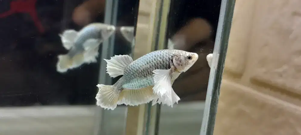 PKDE Uniqfoam ( ekor kecil )