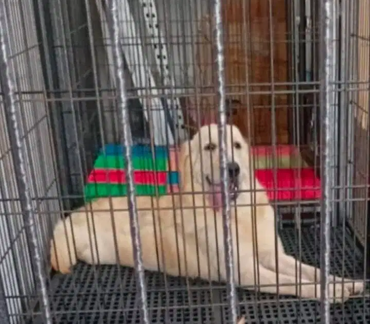 Jual Golden Retriver