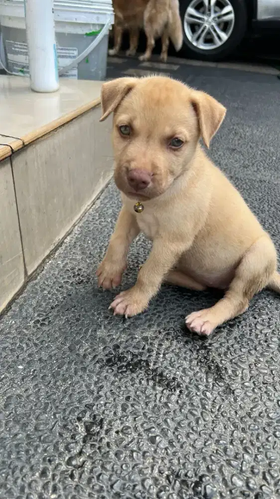 Puppies umur 2 bulan mix pitbull husky