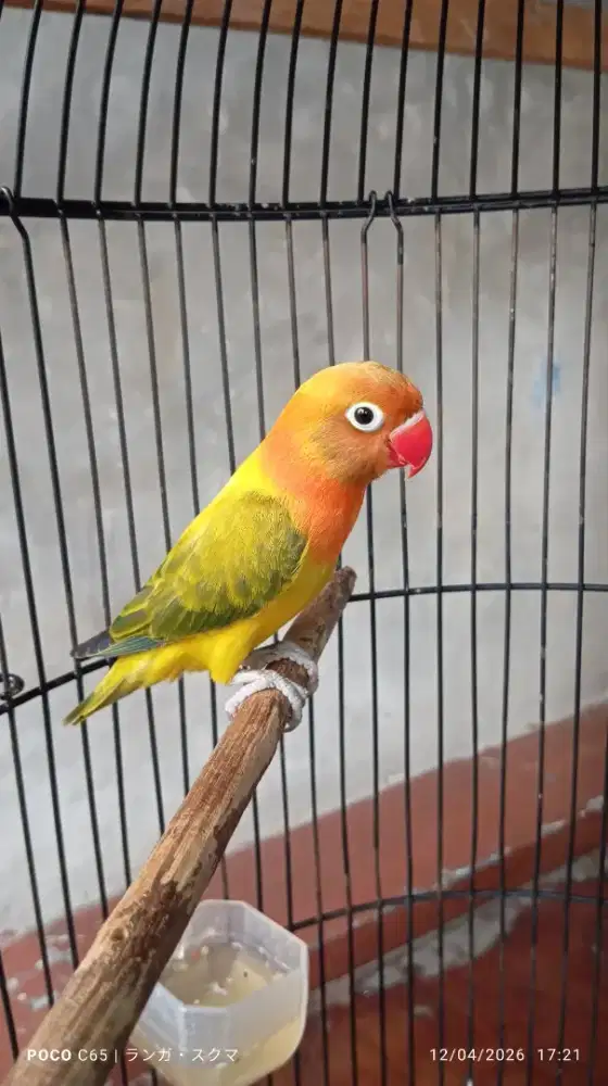 Lovebird biola ewing