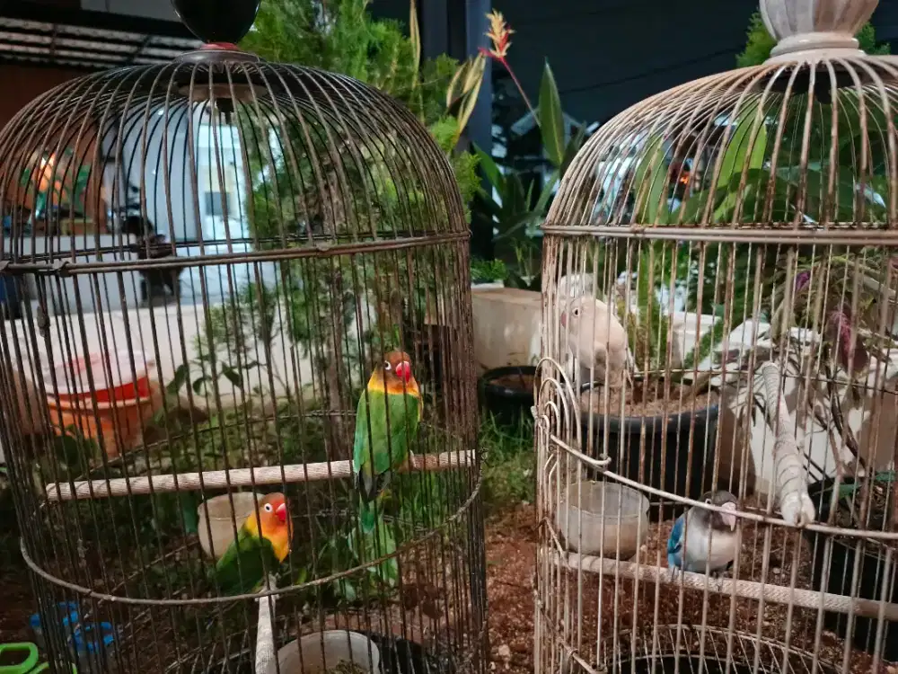 Love Bird 4 ekor (Bonus 2 kandang)