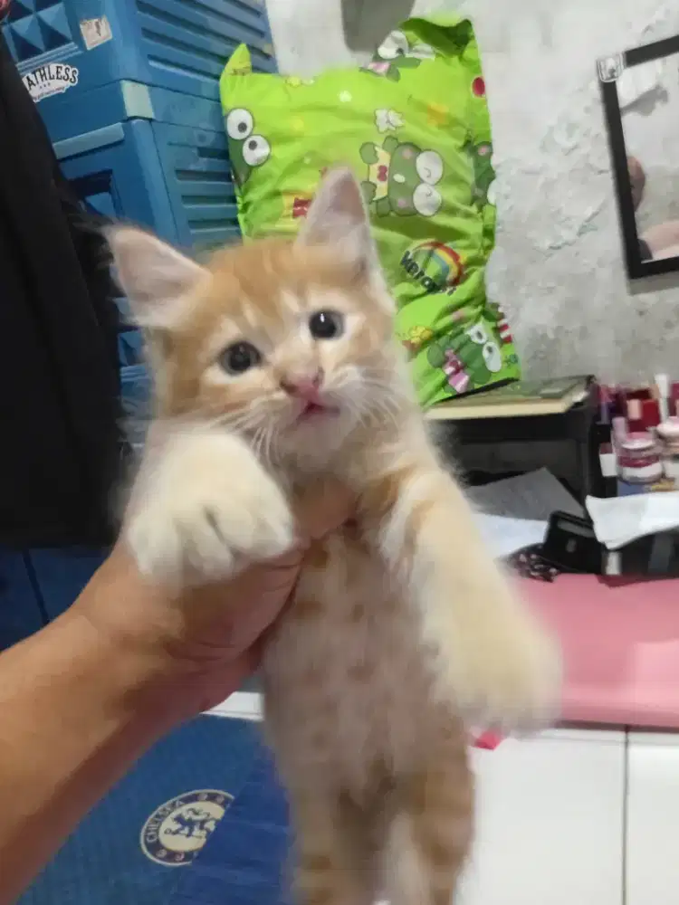 Kitten Persia longhair umur 2, 5 bln jantan sehat