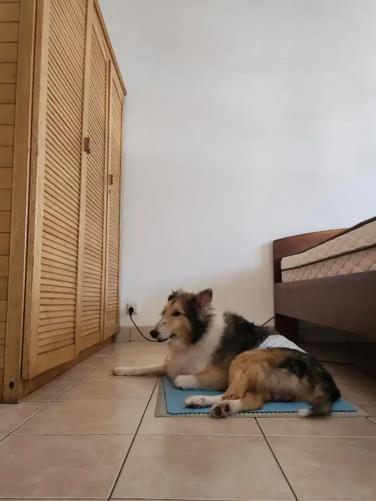 Dibutuhkan Kennel Boy, Kelapa Gading