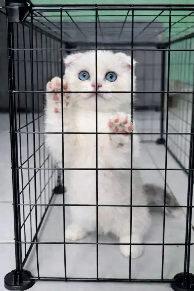 Scottish fold 2,5 bulan