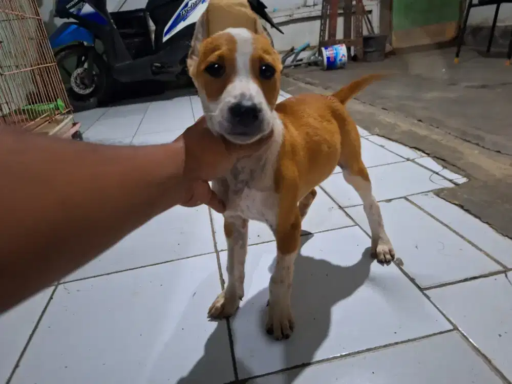 3/4 bull terrier jantan usia 2bln termurah se Indonesia