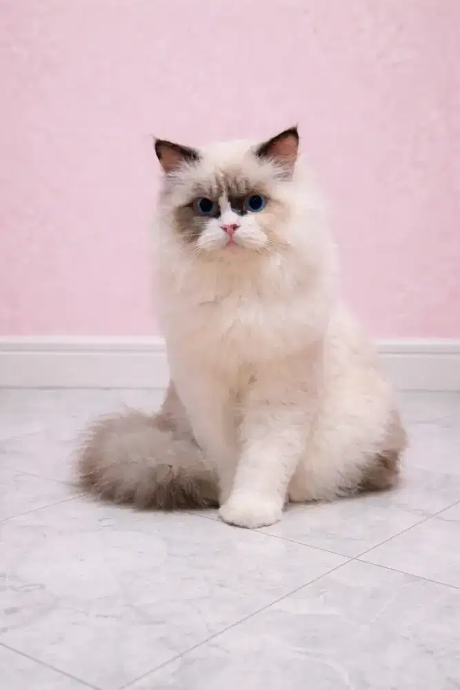 Ragdoll female nonped