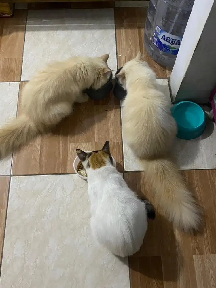 Lepas Adop Kucing Persia Medium