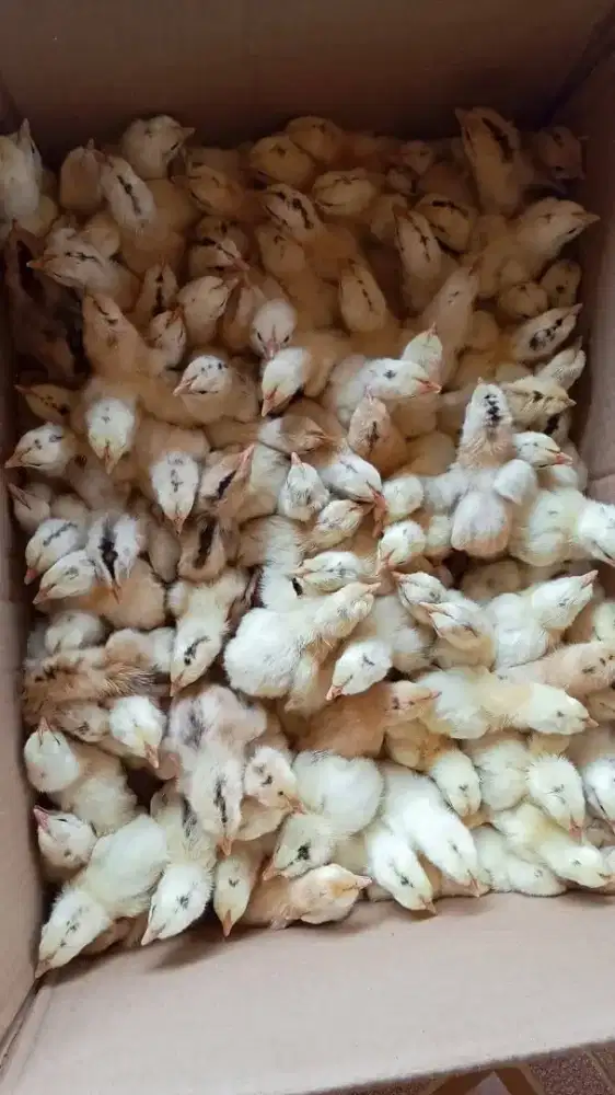 DOC Ayam Ellba isi Jantan Betina