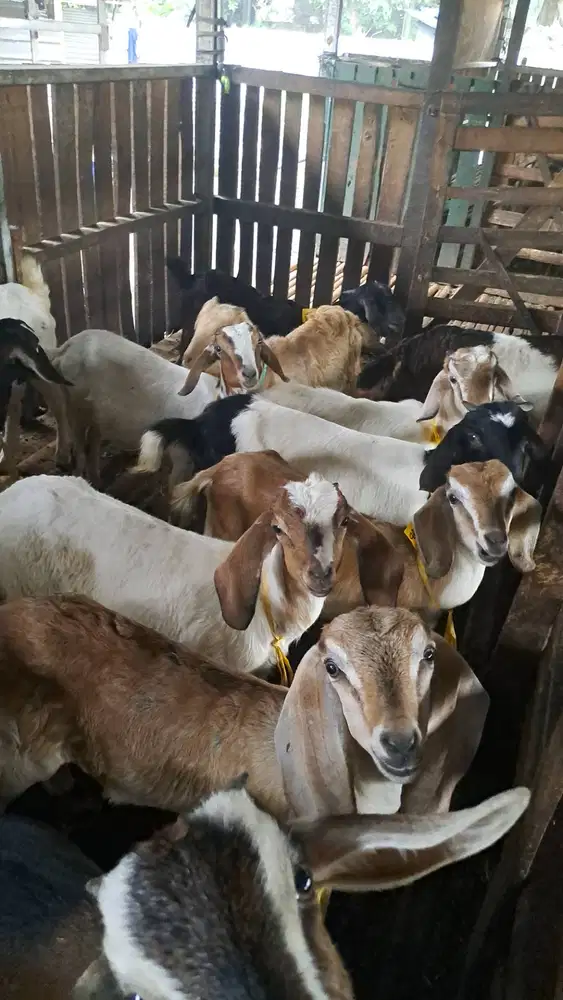 jual kambing aqiqah murah