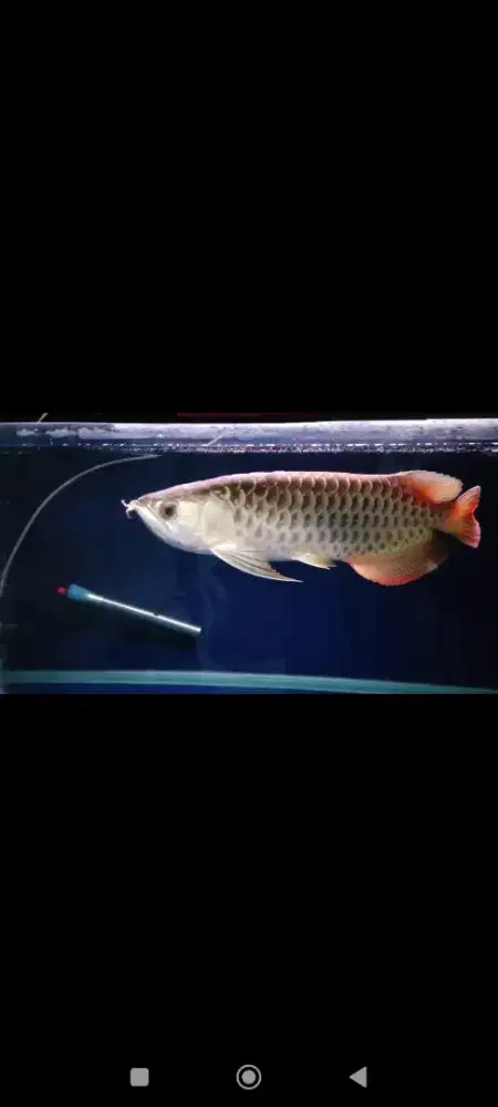 Aquarium P120 L50 T70 fulset tinggal colok dan rak+ ikan arwana