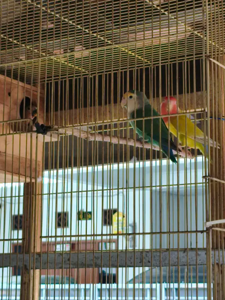 LOVEBIRD NON KLEP SEPASANG