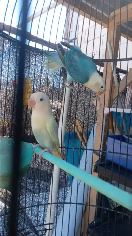 Lovebird sepasang