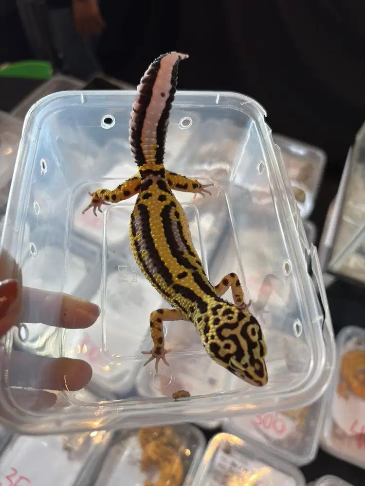 dijual gecko juve