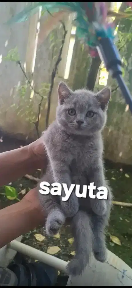 Kucing british shorthair blue jantan umur 2 bulan