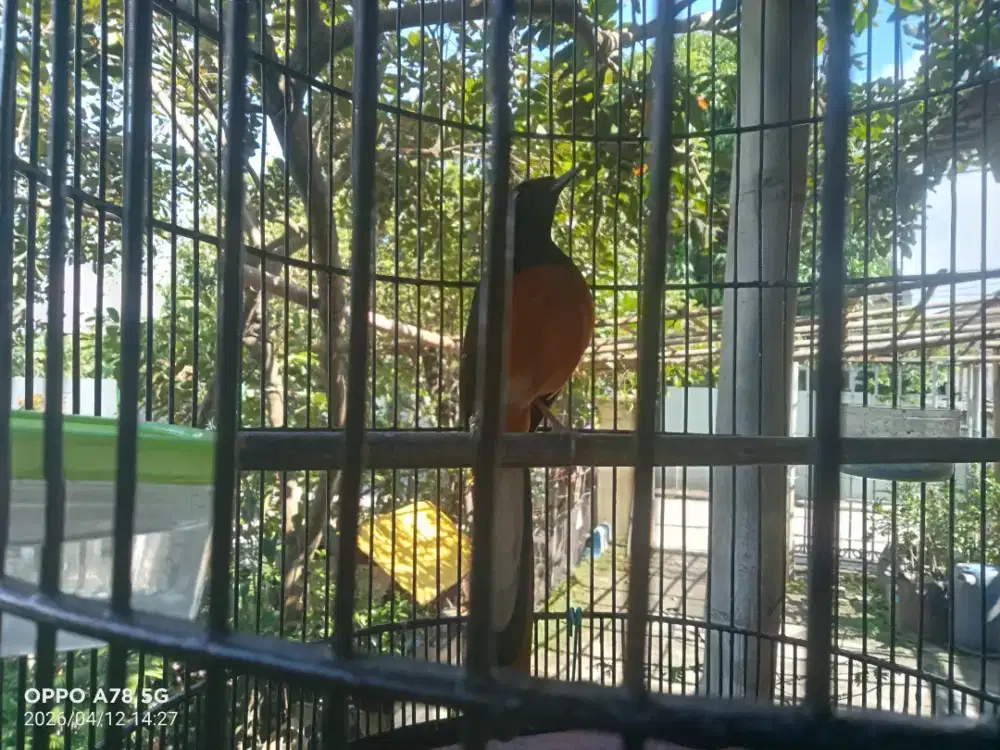 Murai batu Pastol F4