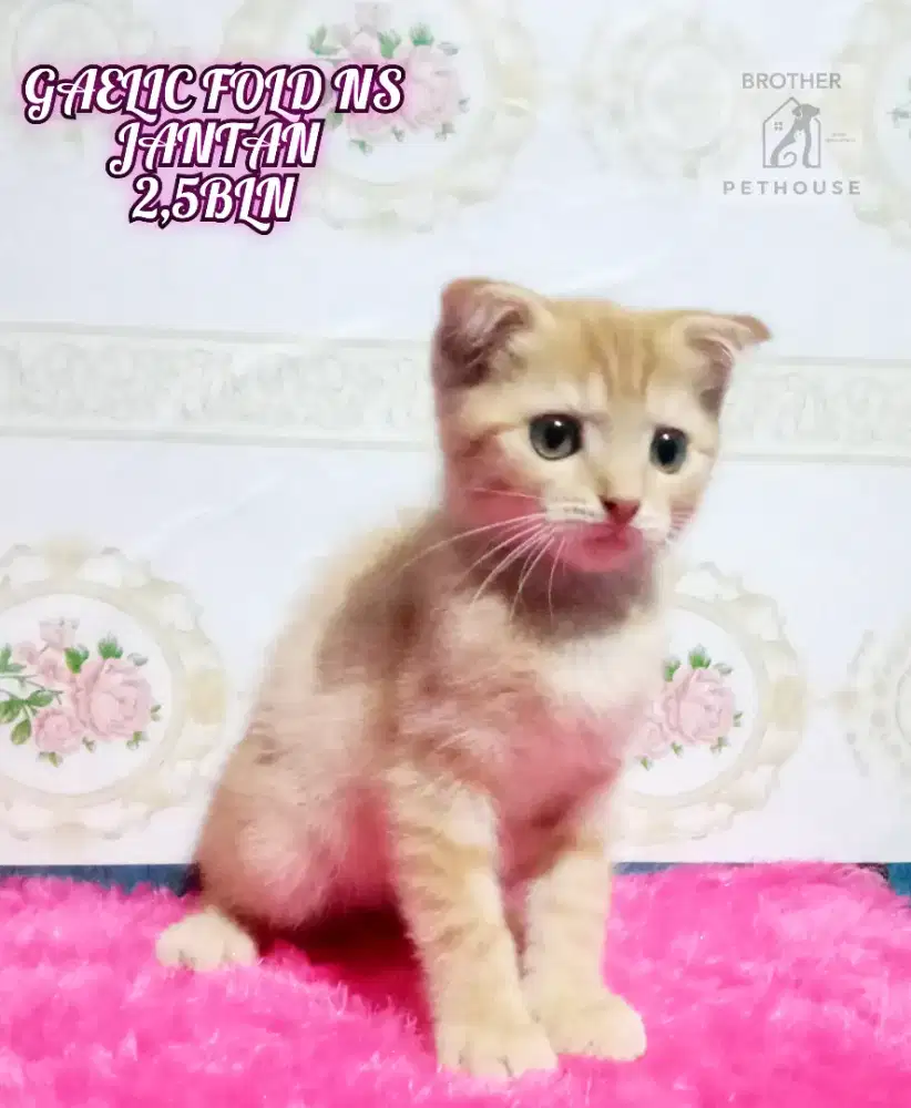 Gaelic fold NS jantan