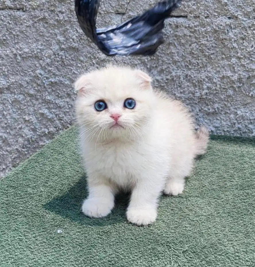 Kucing ras scottish fold