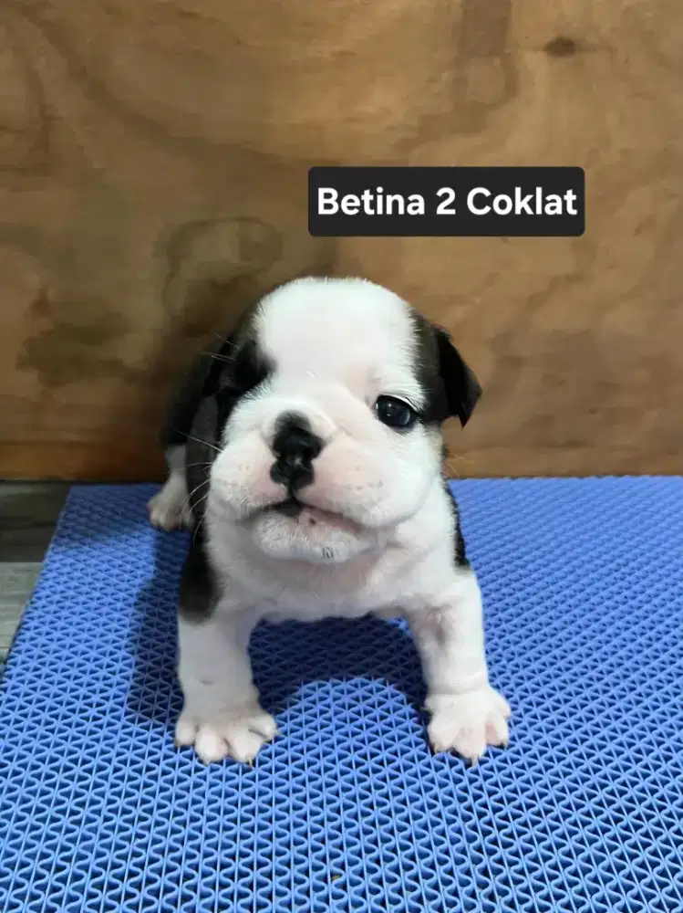 English bulldog betina