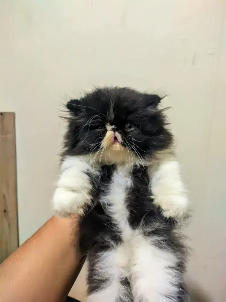 Persia Peaknose Kitten Jantan