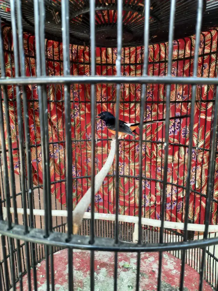 Murai batu trah medan rajin