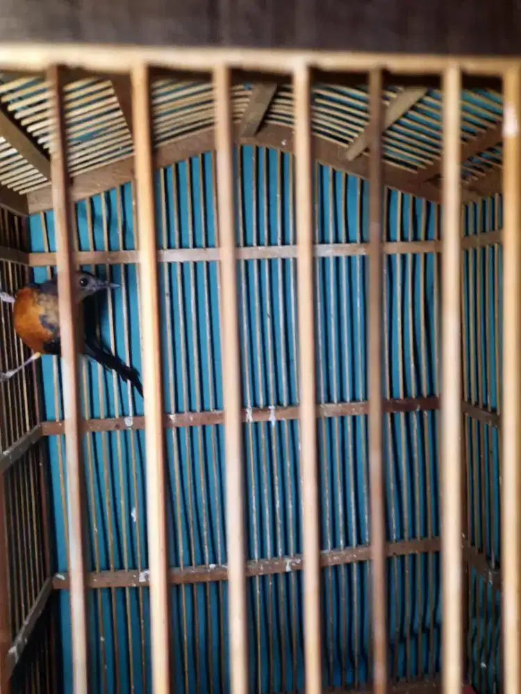 Trotolan anakan murai batu trah medan