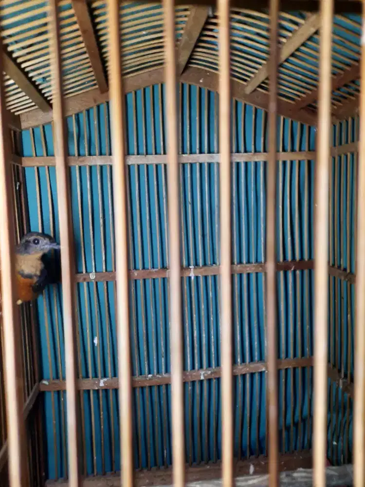 Trotolan anakan murai batu trah medan